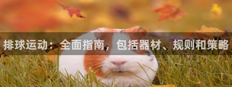 富联集团做什么的啊：排球运动：全面指南，包括器材、规