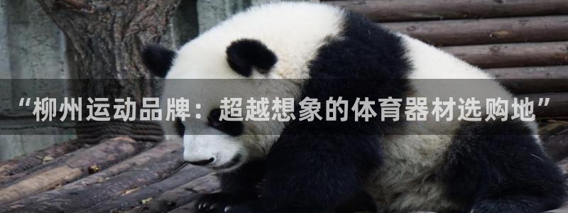 富联娱乐会员有什么用：“柳州运动品牌：超越想象的体育器材选购